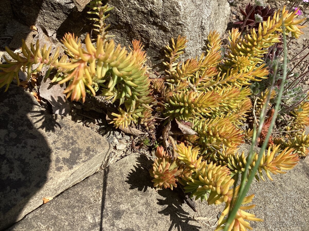 Rozchodníky půdopokryvné vhodné na zelenou střechu - 5