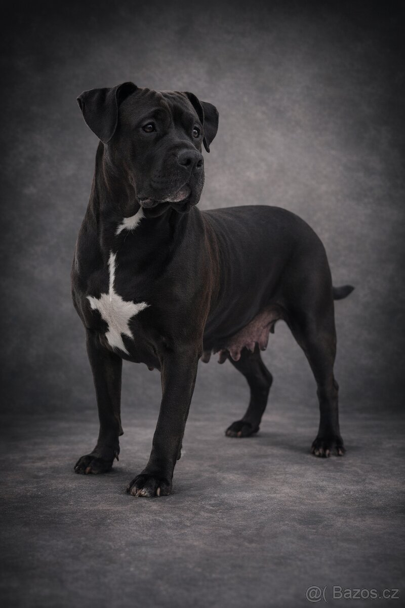 American Bully XL - Black Trindle - 5