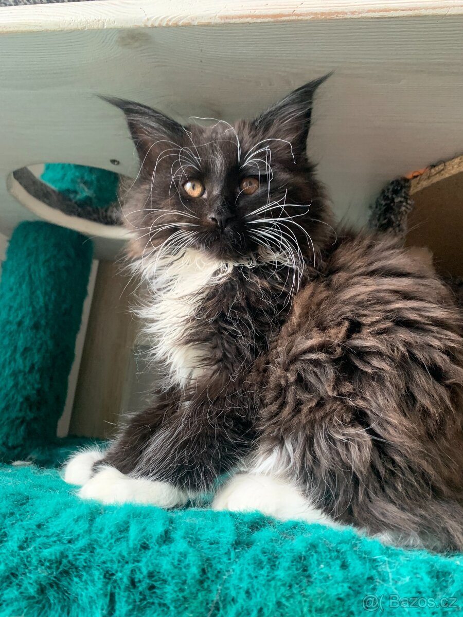 mainský mývalí kocourek s PP - 5
