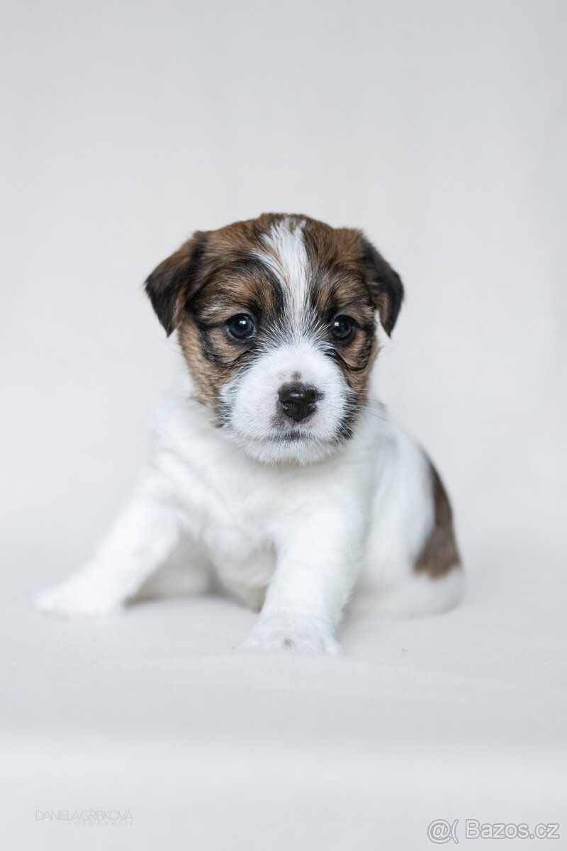 Jack Russell Teriér s PP - 5