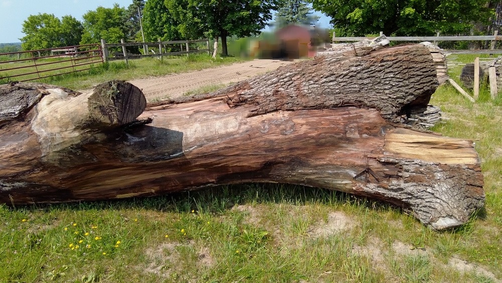 Koupím pařez, větvení, kořen stromu - 5