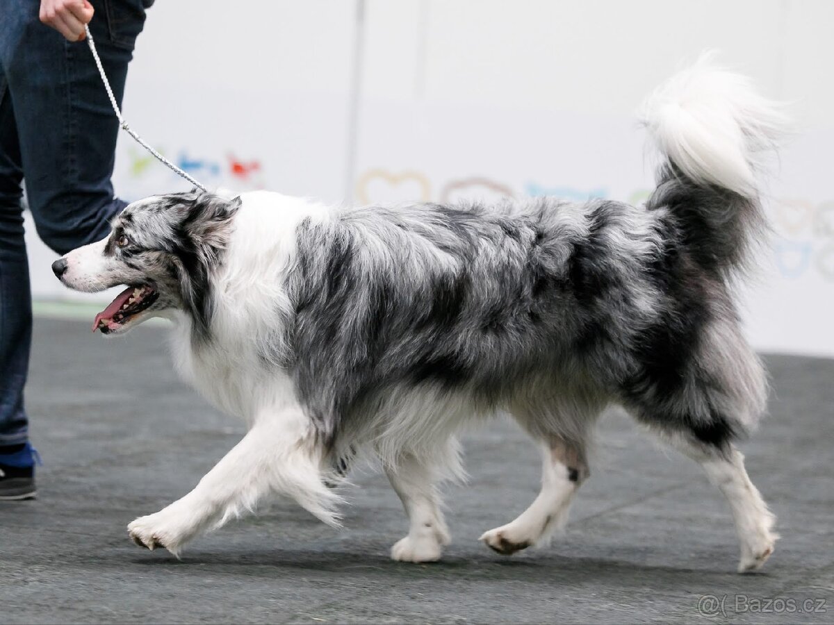 Nabídka ke krytí - border kolie - 5