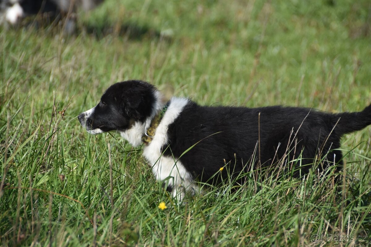 Border kolie s PP - 5