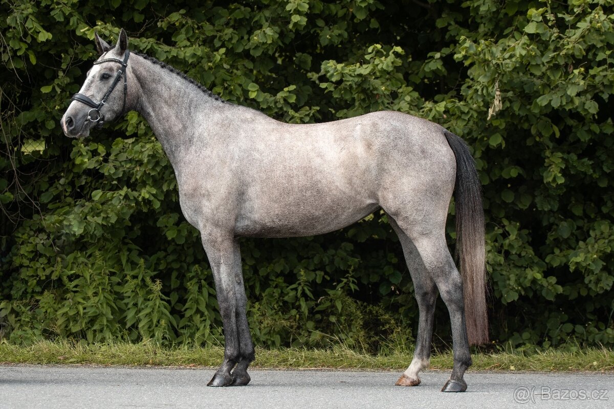 3,5letá skoková klisna - 5