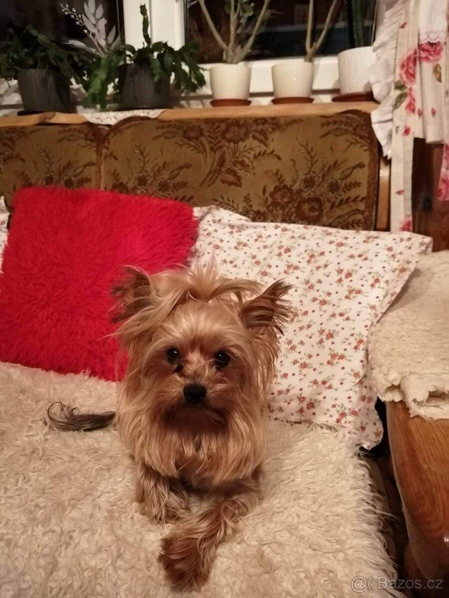 Jorkširsky teriér - 5