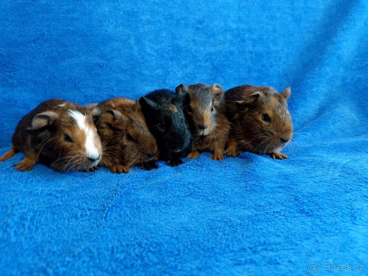 Morče, morčátka miminka , genové skinny - 5