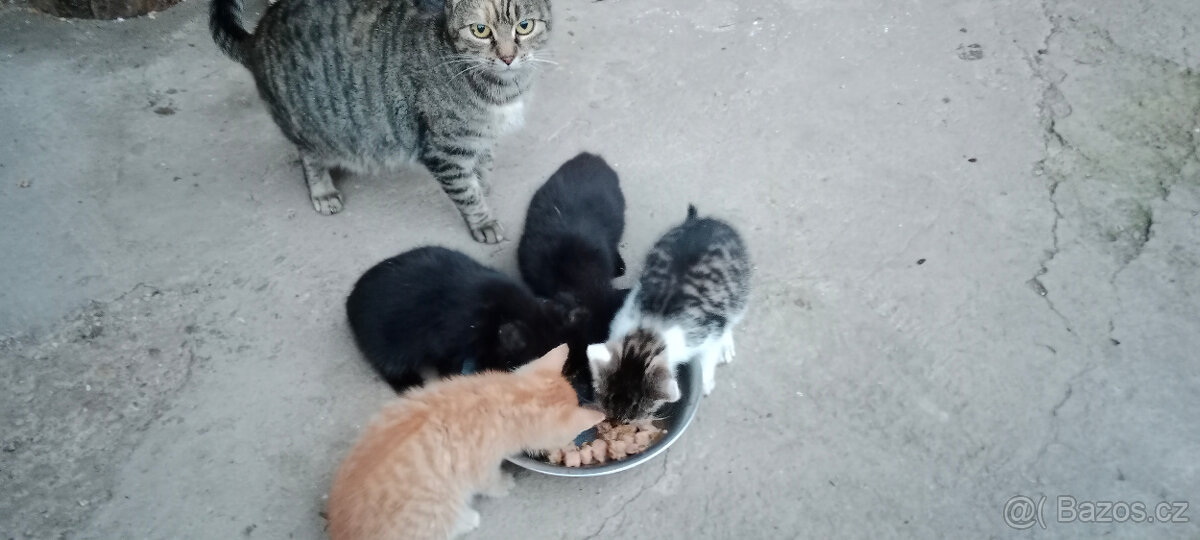 DARUJEME koťátka, koťátko, kotě, kocourka, kočičku - 5