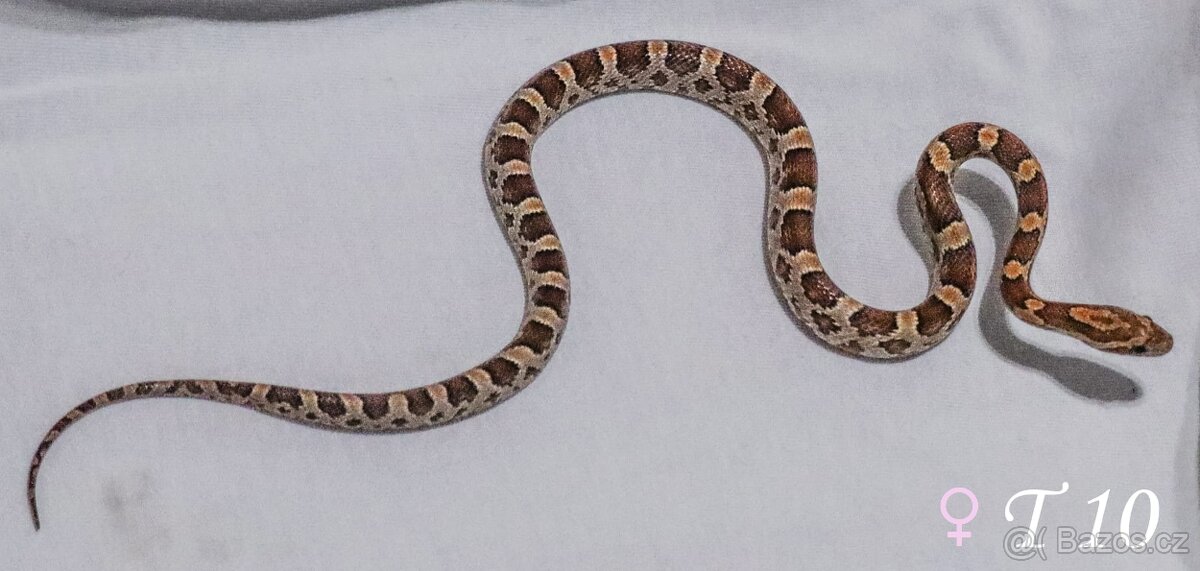 Užovka červená - mláďata - 5