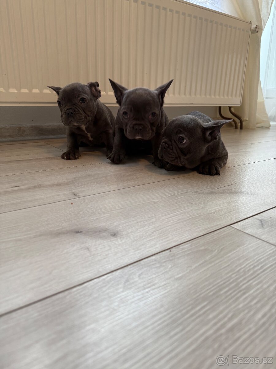 Francouzský buldoček - 5