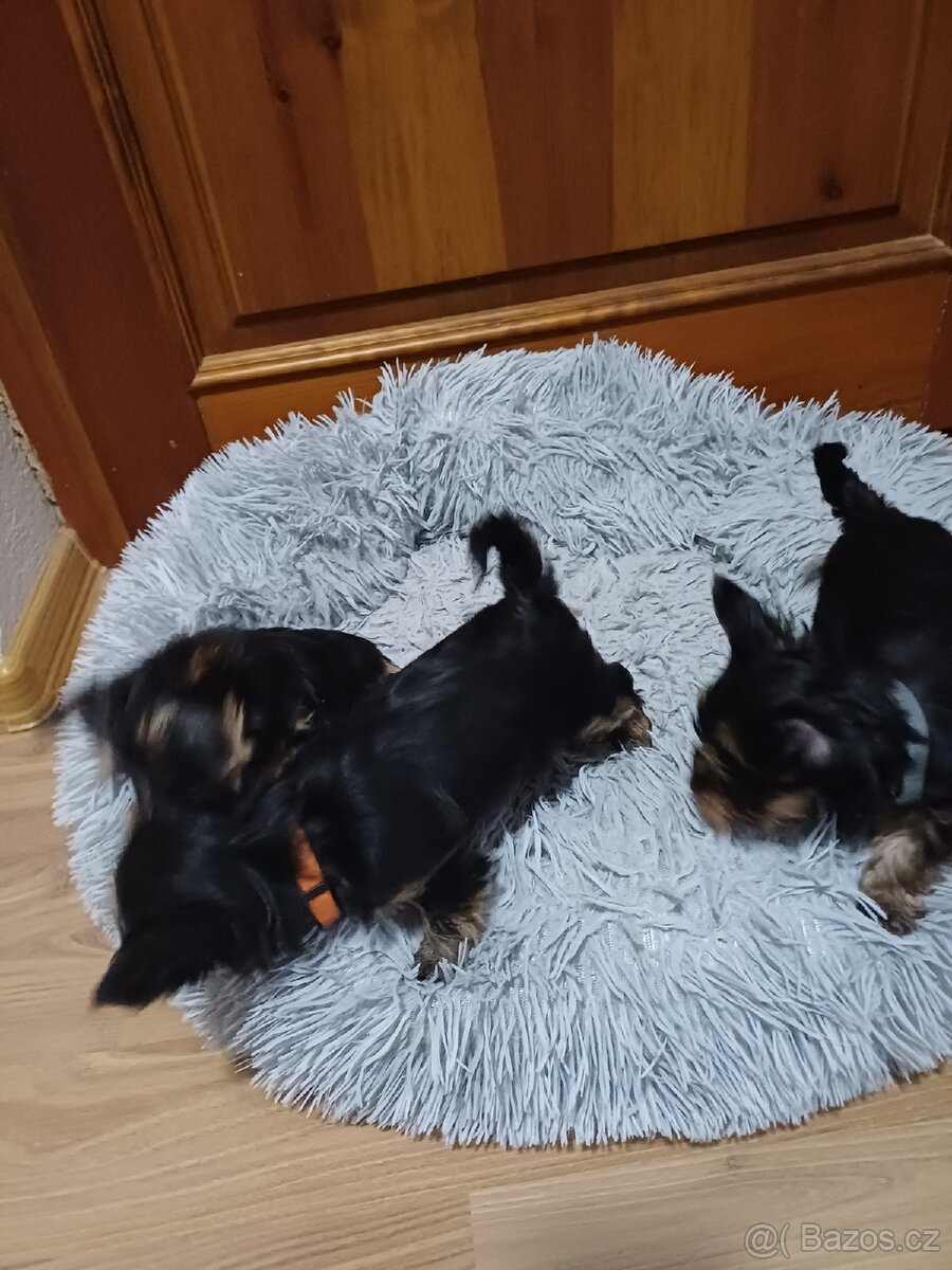 Jorkšírský terier - 5