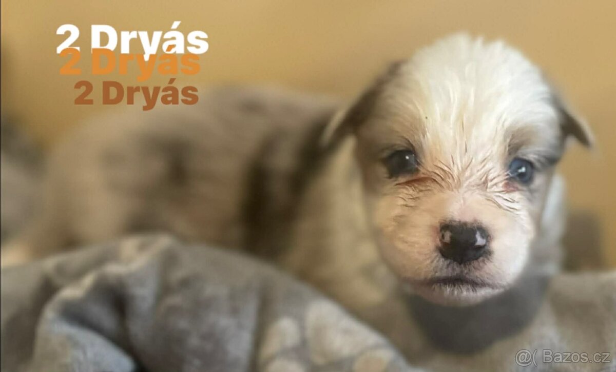 Border kolie s pp - 5