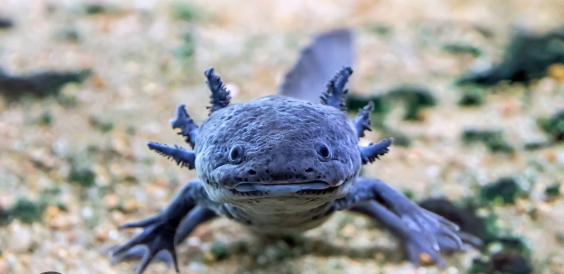 Axolotl mexický - 5