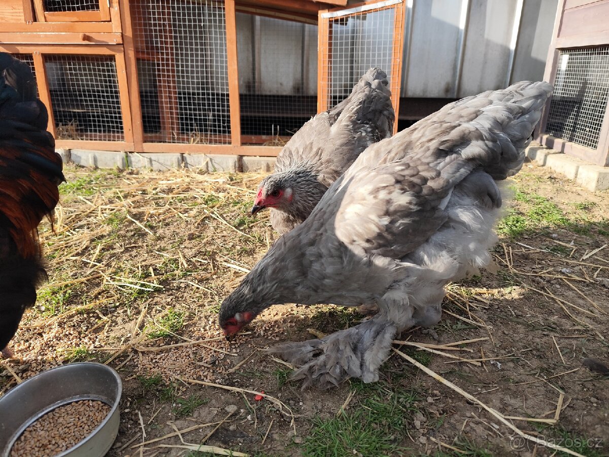 Brahmanka kohouti - 5