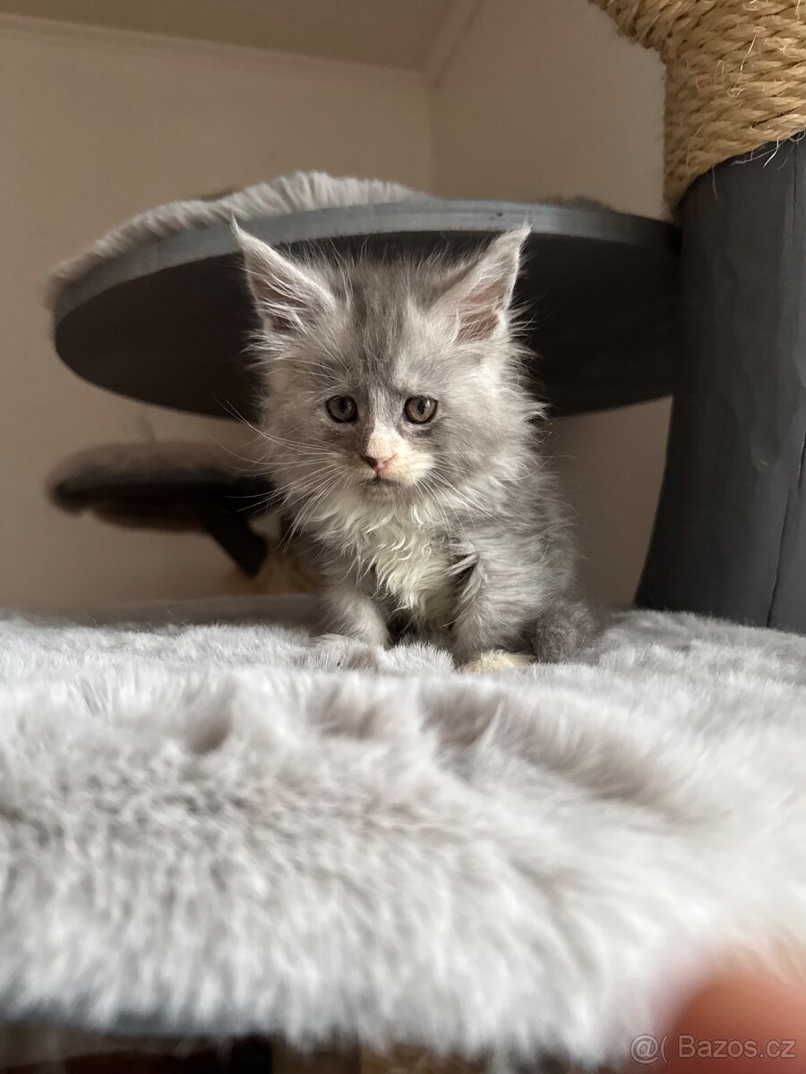 Mainská mývalí koťata s PP - 5