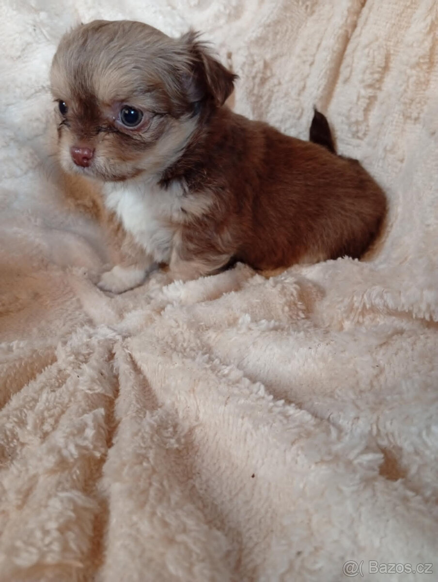 čivava dlouhosrstá - 5