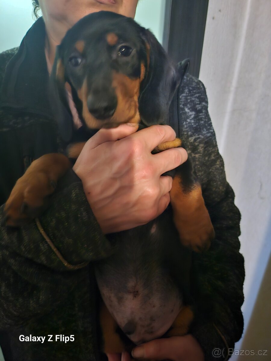 Jezevčik hladkosrstý standardni - 5