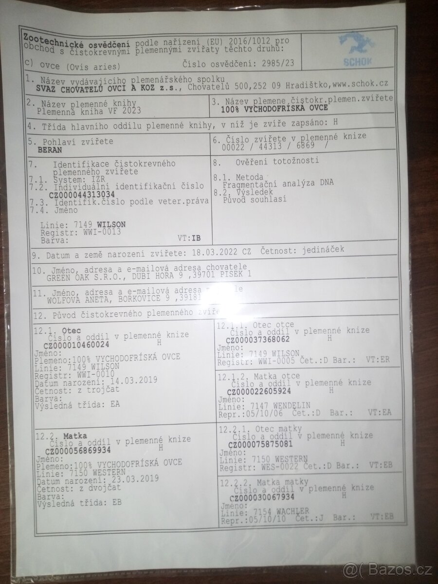 VF plemenný beran - 5