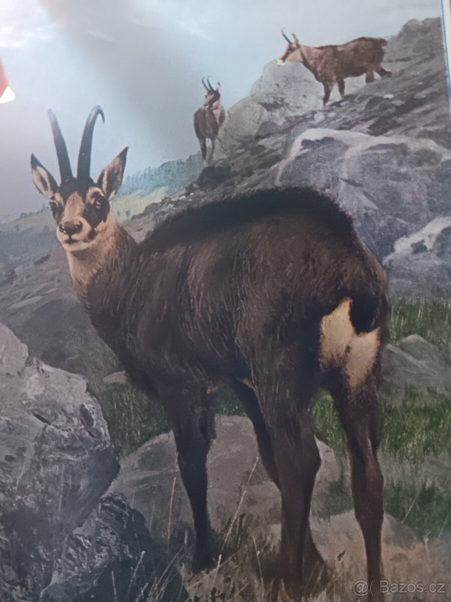 Wald und Wild P.Vetterli 1928 - 5