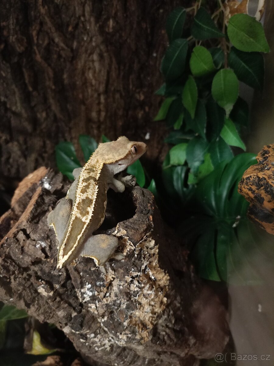 Prodám chovnou skupinku pagekonů řasnatých - 5