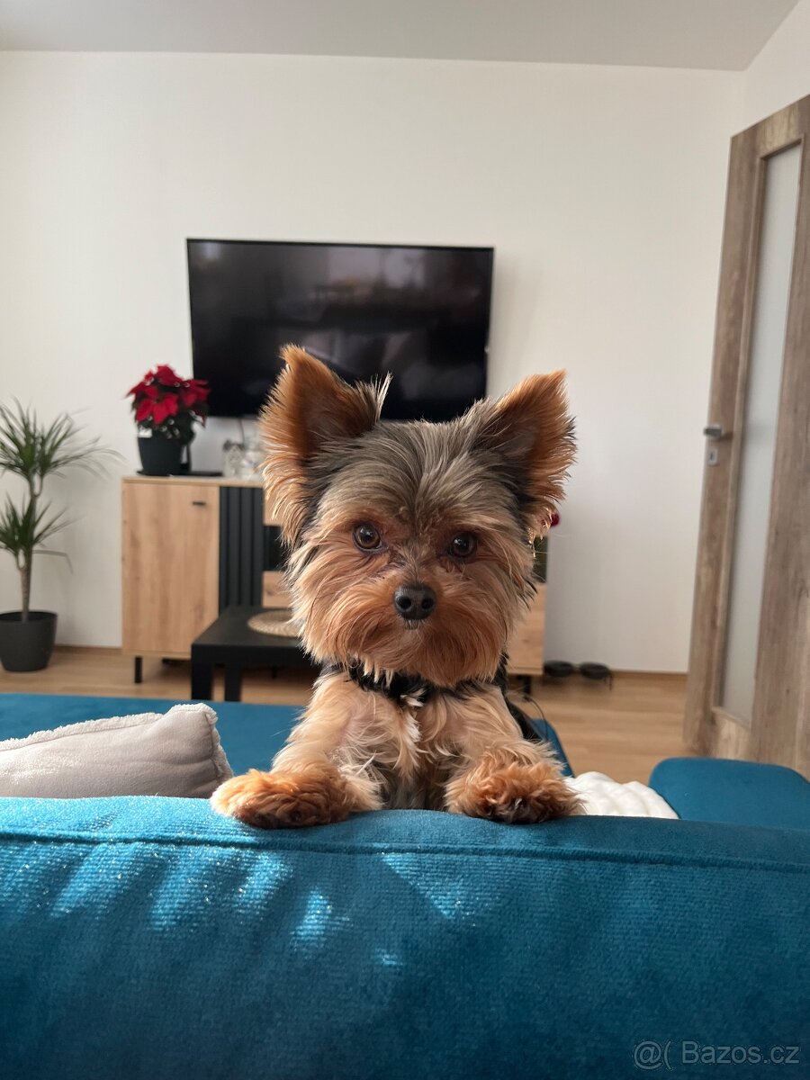 Jorkšírek Maxík- 3 roky - 5