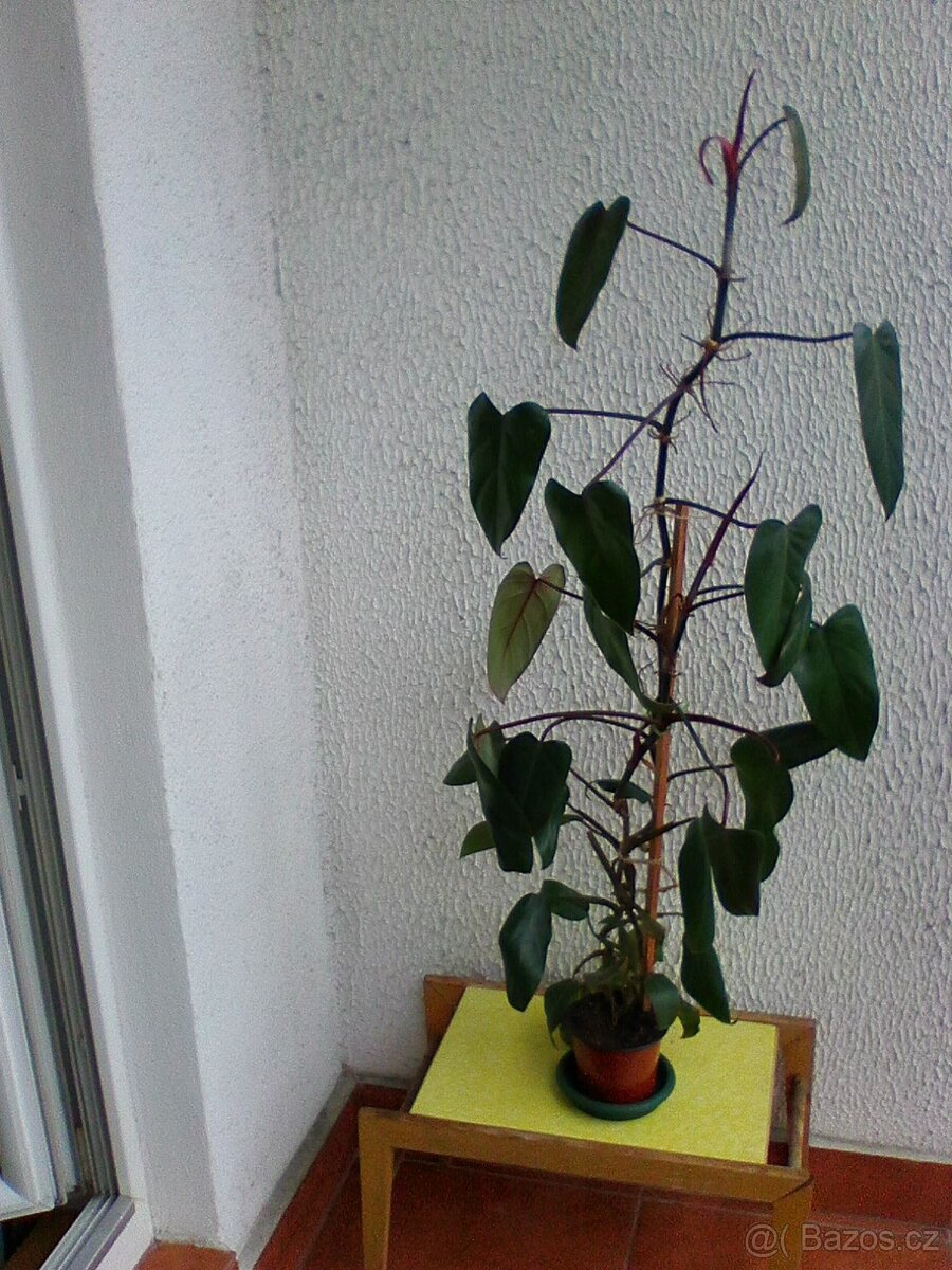 Pokojové květiny - 5