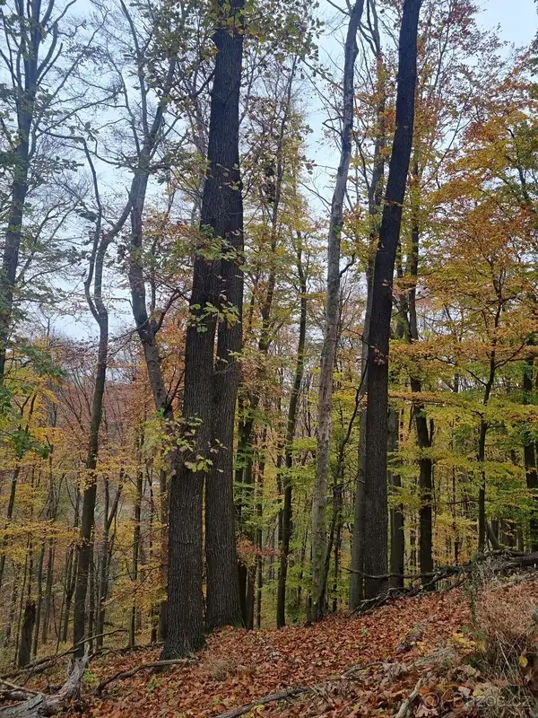 Prodej lesa 6255 m² Žlutava - 5