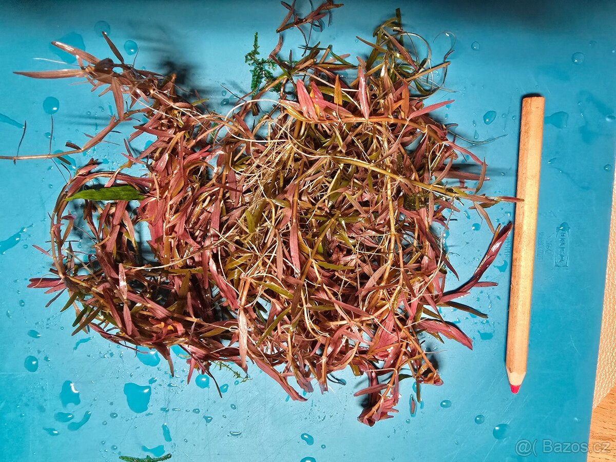 Prodám akvarijní rostliny rotala hra, javsky mech, Cryptocor - 5