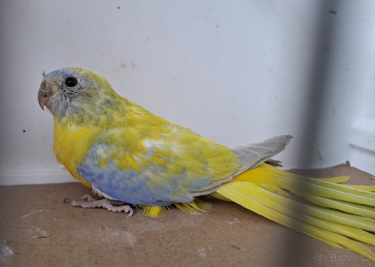 Neoféma tyrkysová žltobruchá - 5