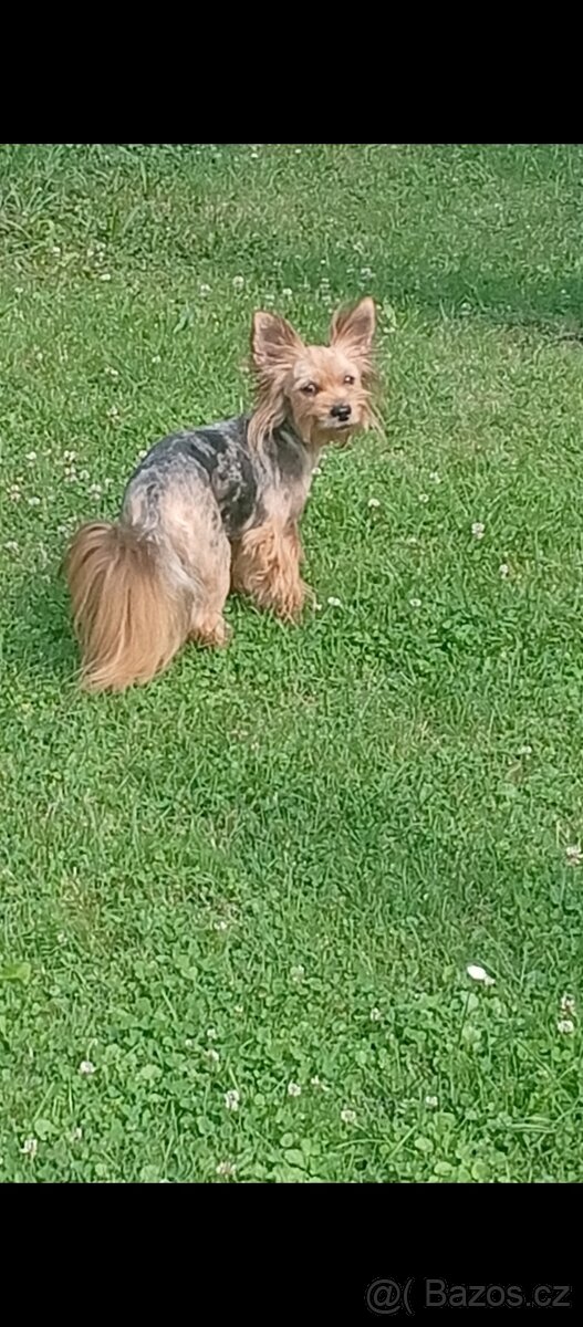 Jorkšírský teriér Blue Merle - 5