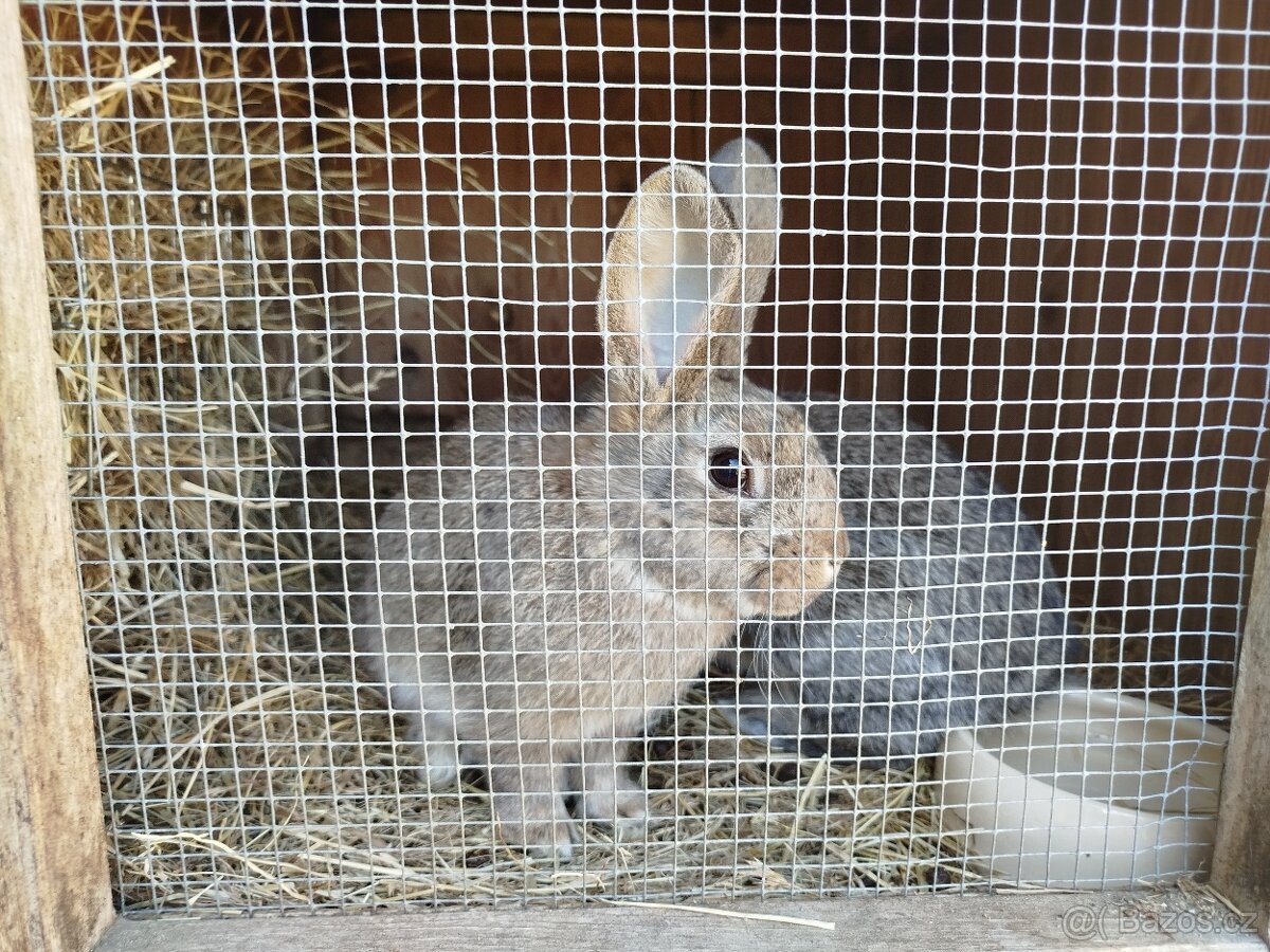 Prodám králíky do chovu - 5