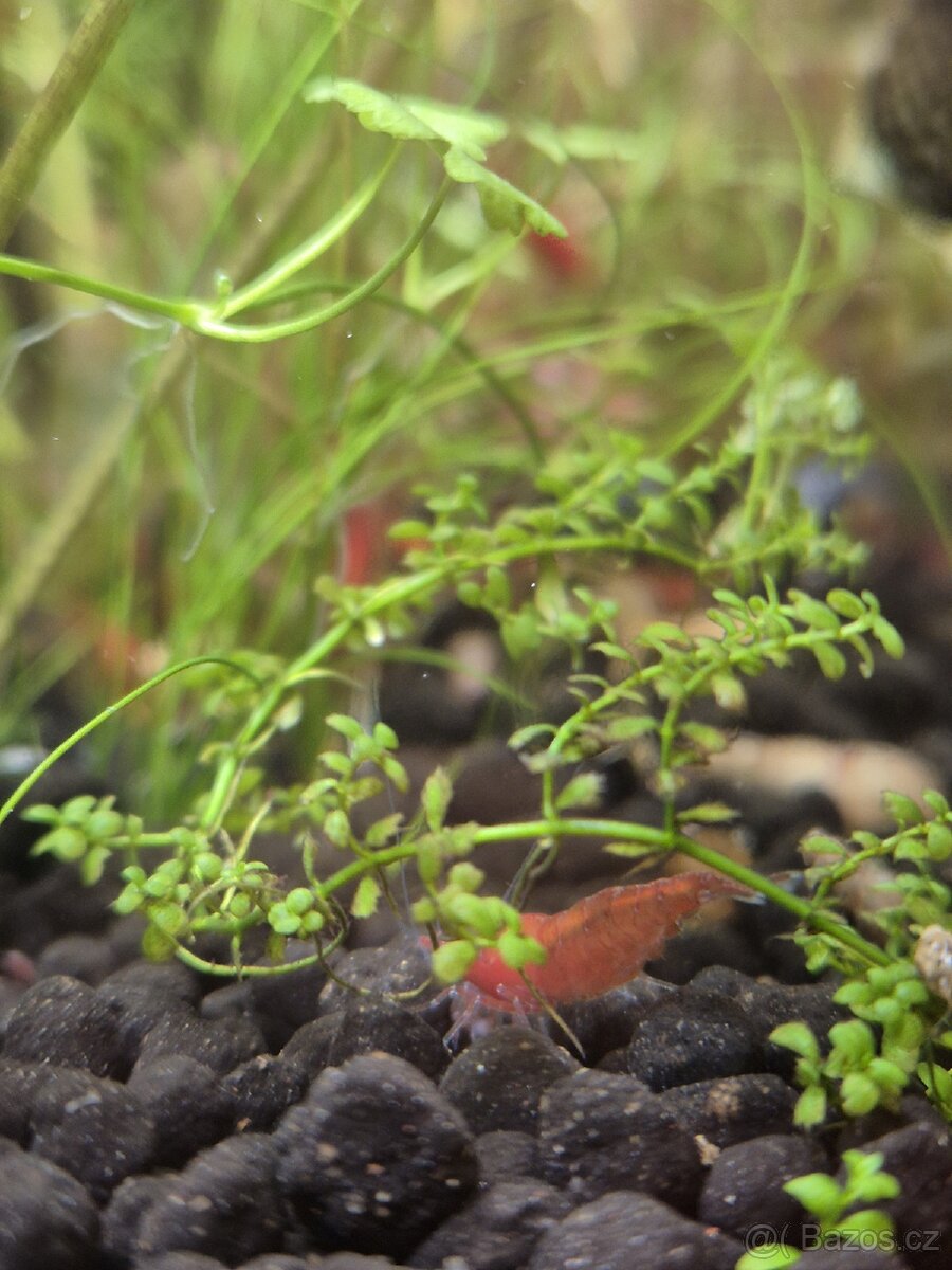 Krevetky Red Cherry - 5