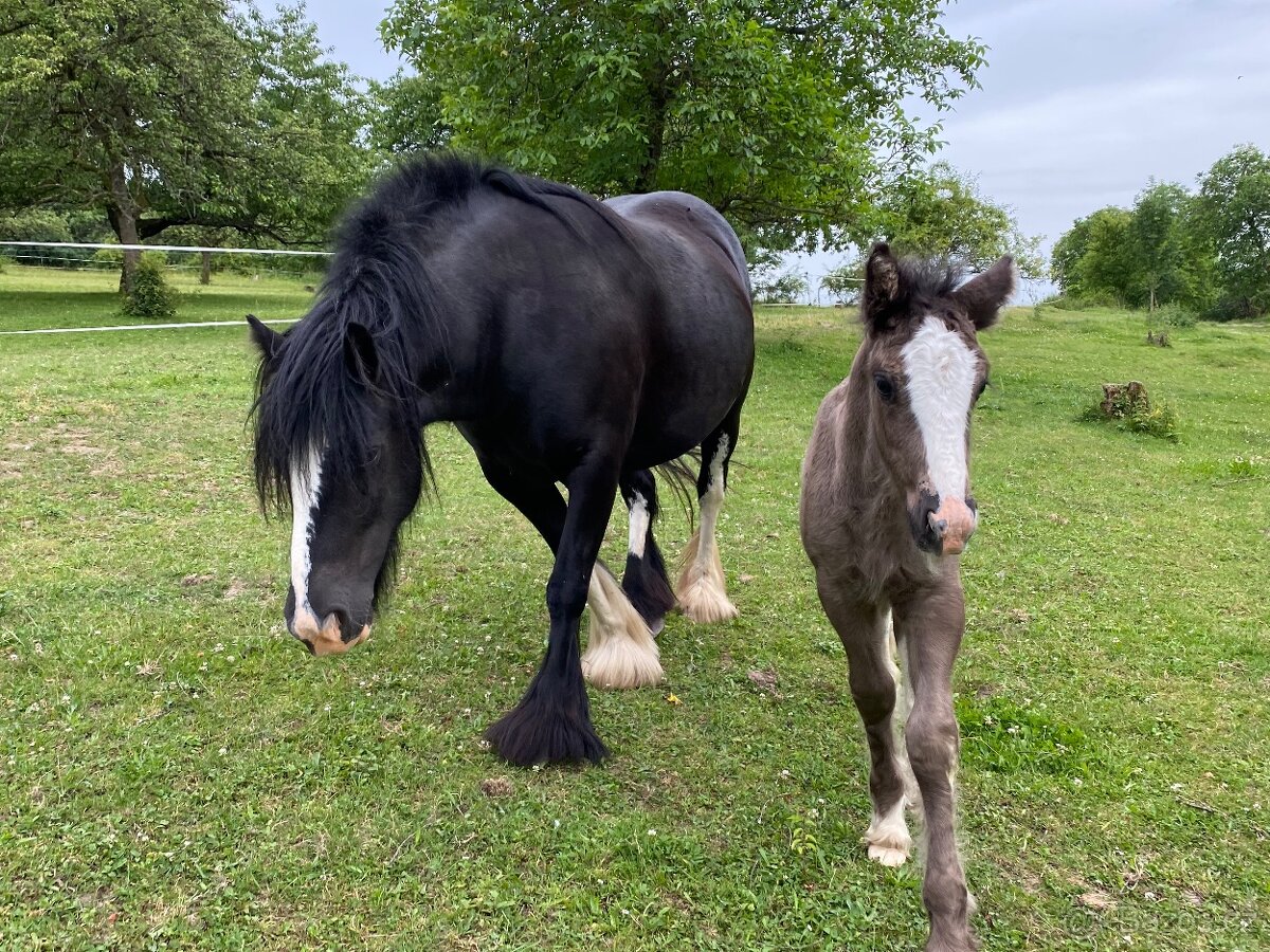 Irský cob-hřebeček s plným původem - 5