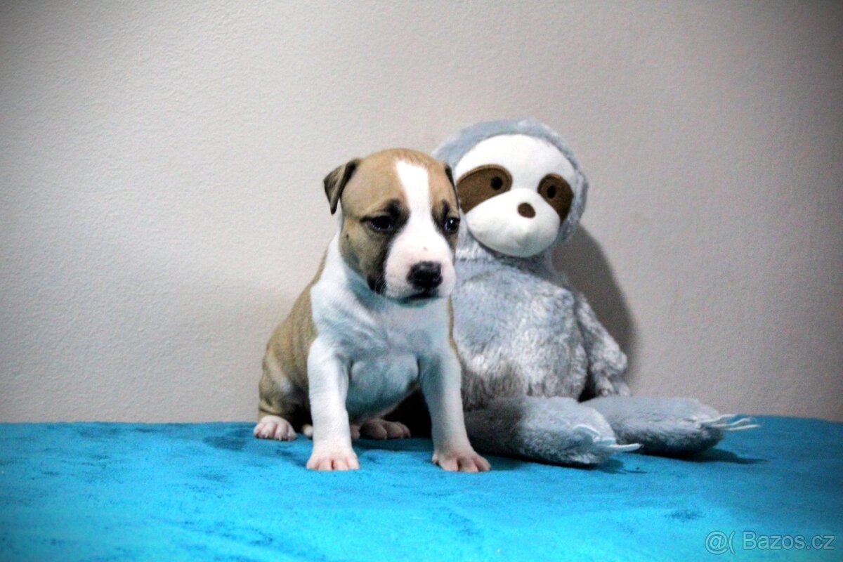 Americký stafordšírský teriér s PP - 5