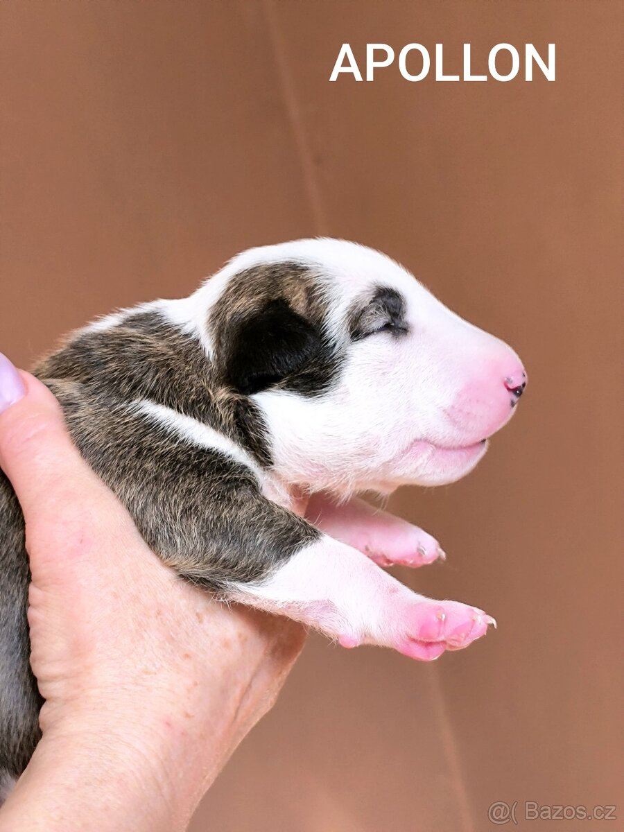 Anglický Bulteriér - 5