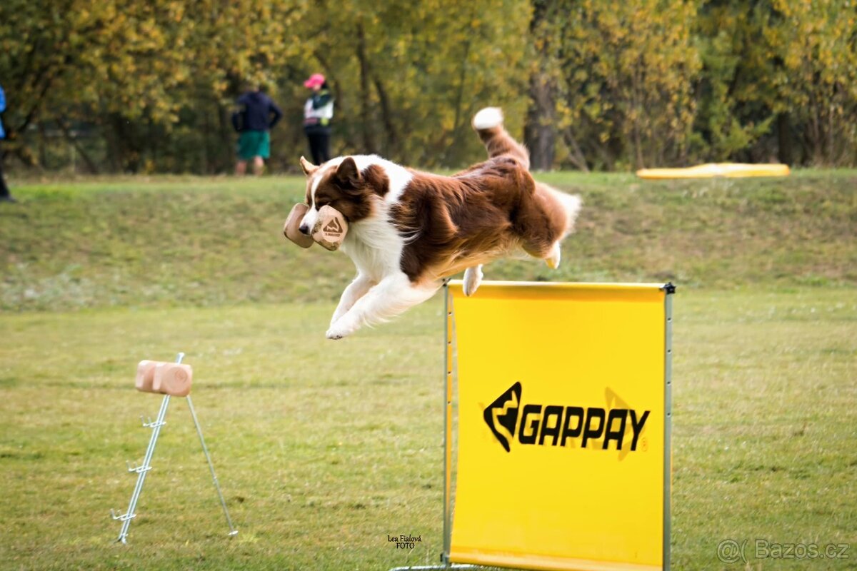 Australský ovčák -štěňátka s PP - 5