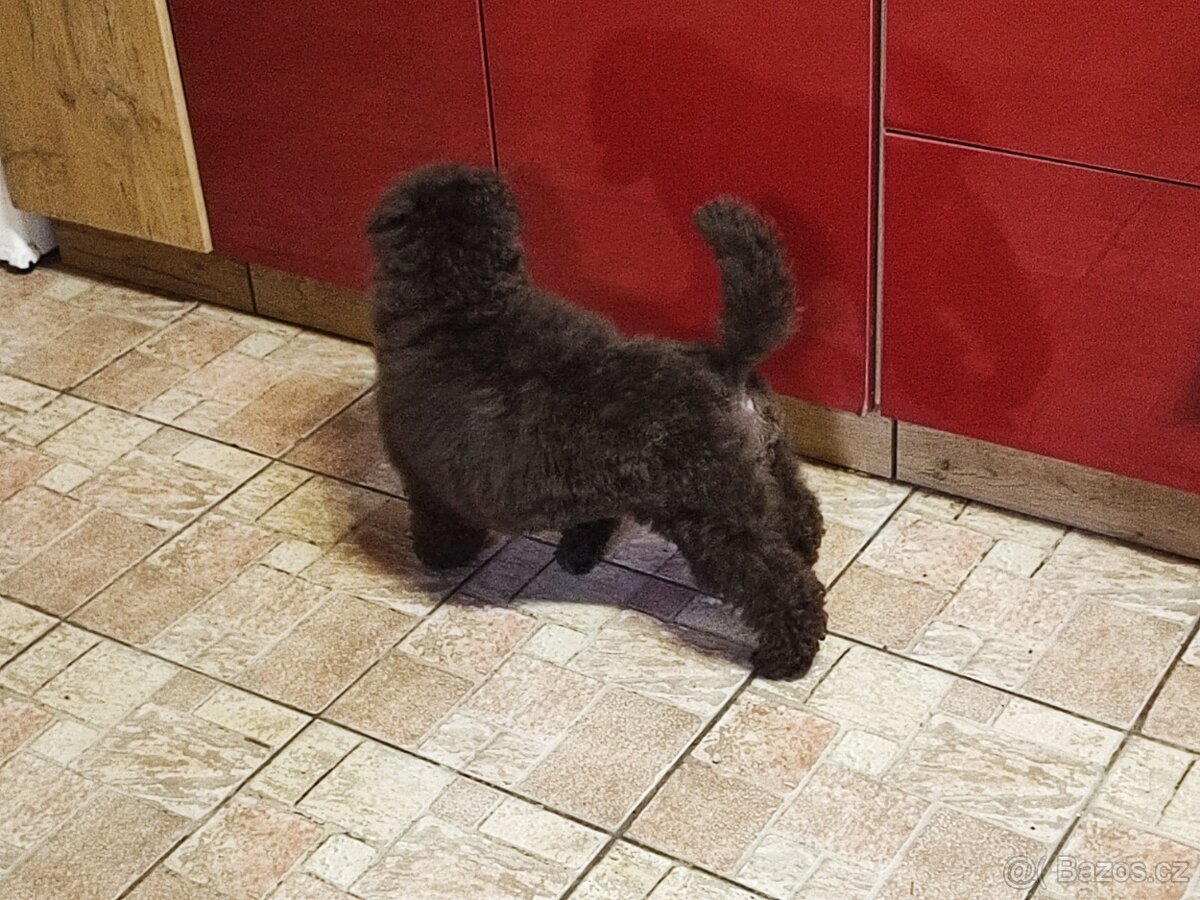 Pudl střední hnědý s P.P. - 5