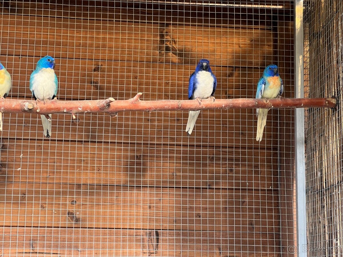 Neoféma modrohlavá - 5