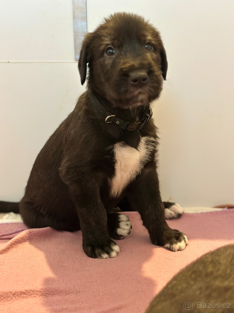 Írsky vlkodav s PP - 5