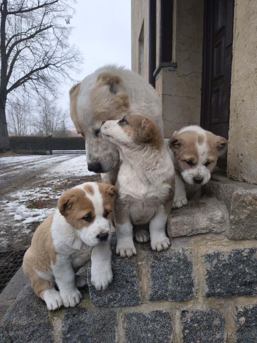 SAO/středoasijský pastevecký pes - 5