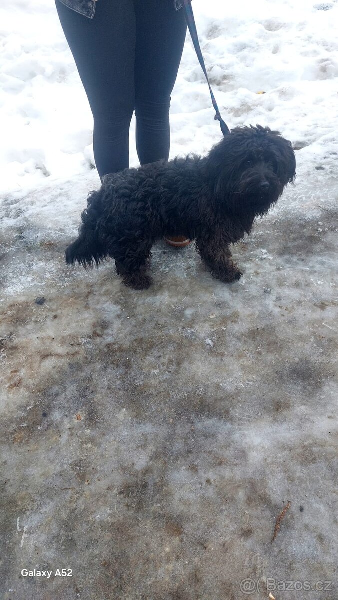 Bisonek,havansky psík,maltezak,bischon, - 5