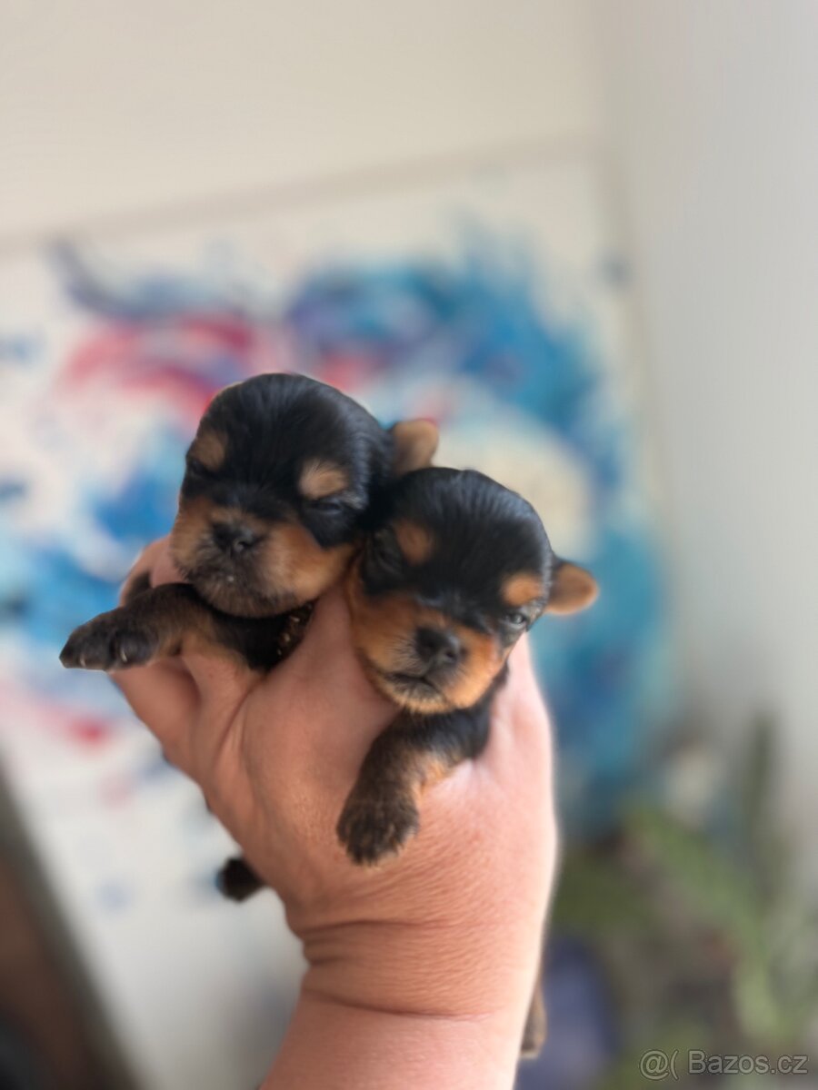 Yorkshire terrier - 5