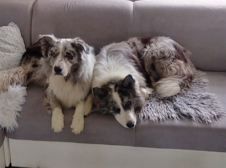 Border kolie -krytí - 5