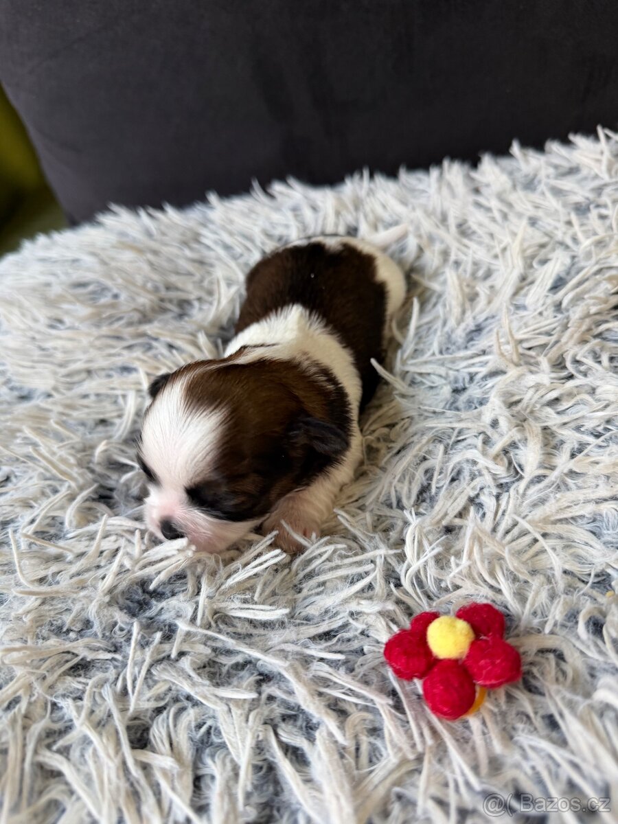 Shih tzu - 5