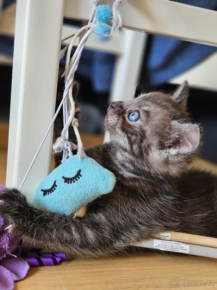 Kříženci Ragdoll - 5
