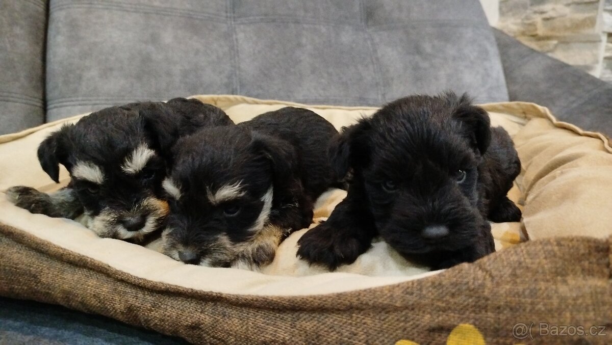 Knírač, bradáč malý - 5