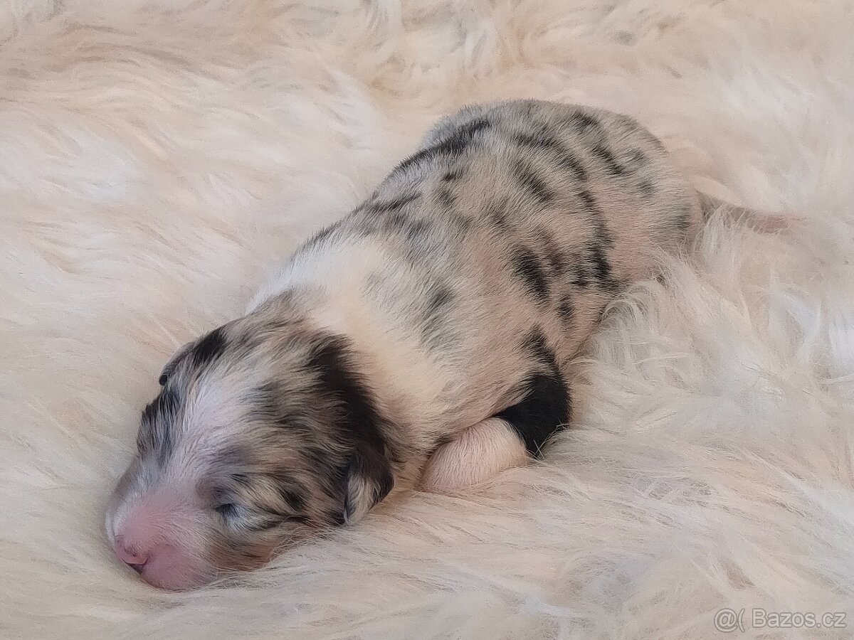 Australský ovčák s PP - štěňátka na prodej - 5