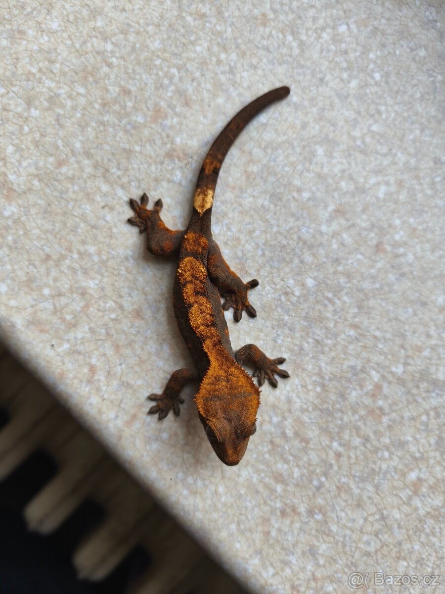 Pagekon řasnatý 0.1 - 5