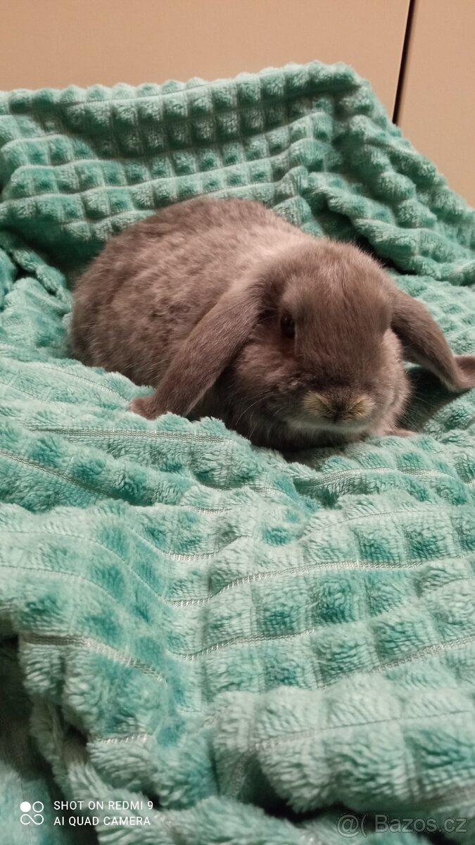 Zakrslý Beránek - 5