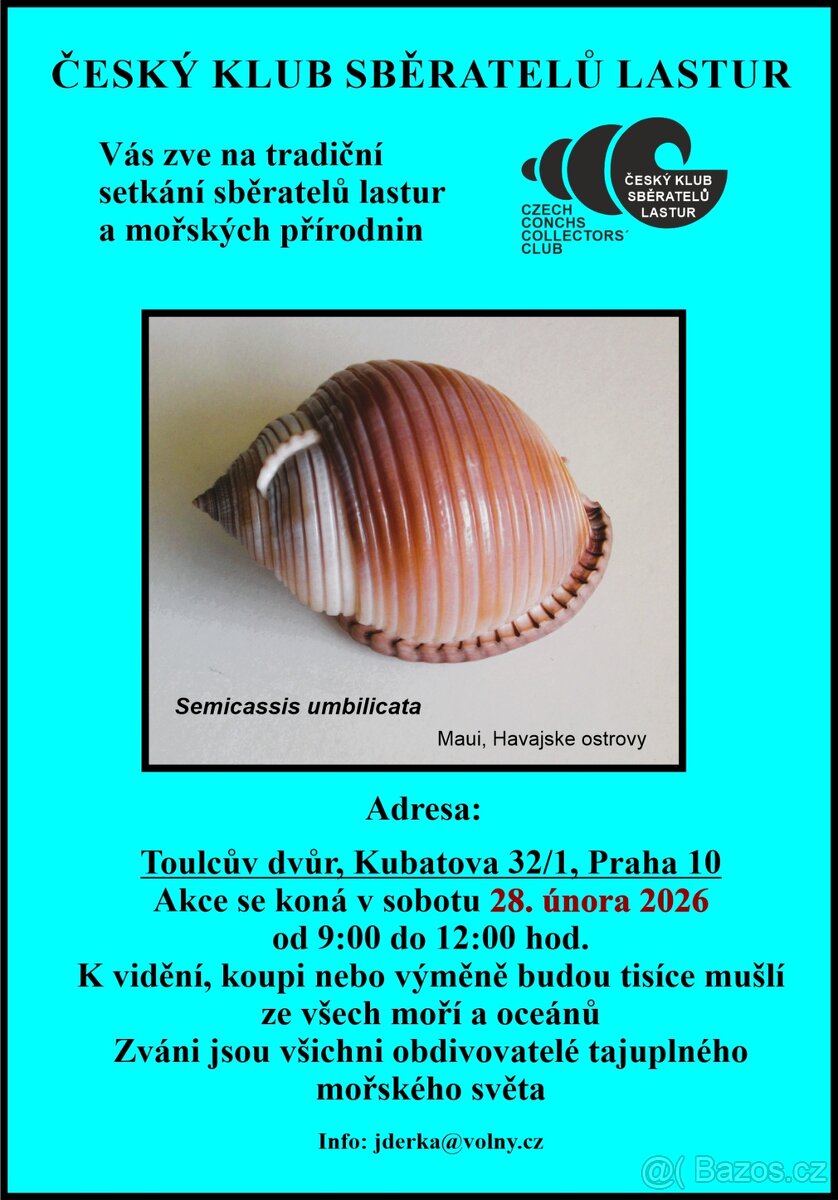 Epitonium scalare - 5