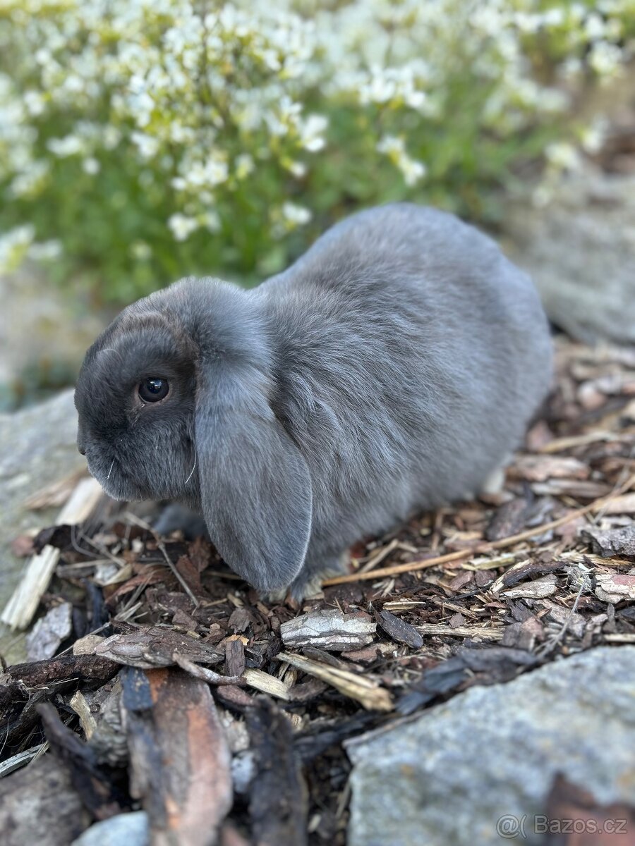 Zakrslí beránci samičky - 5